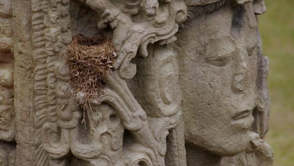 Carved face at ancient mayan ruins of king 18 rabbit in Copan, Honduras