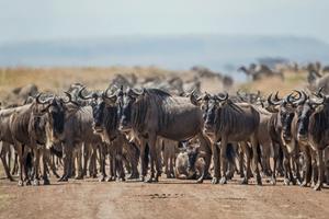 From flooded Okavango lagoons to rolling Serengeti savannahs, go wild for our can’t miss safari spots