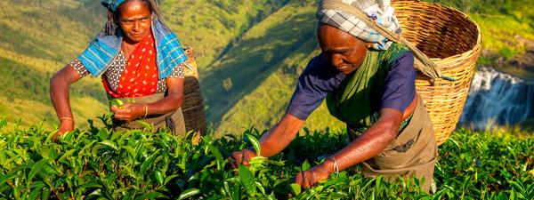 Local women harvesting tea leaves in Sri Lanka