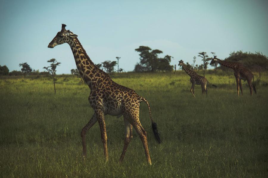 How to spot animals on the move, across the globe