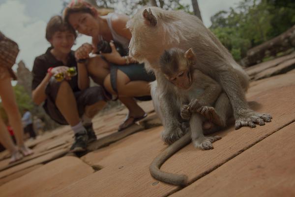 travellers observing a monkey and her infant