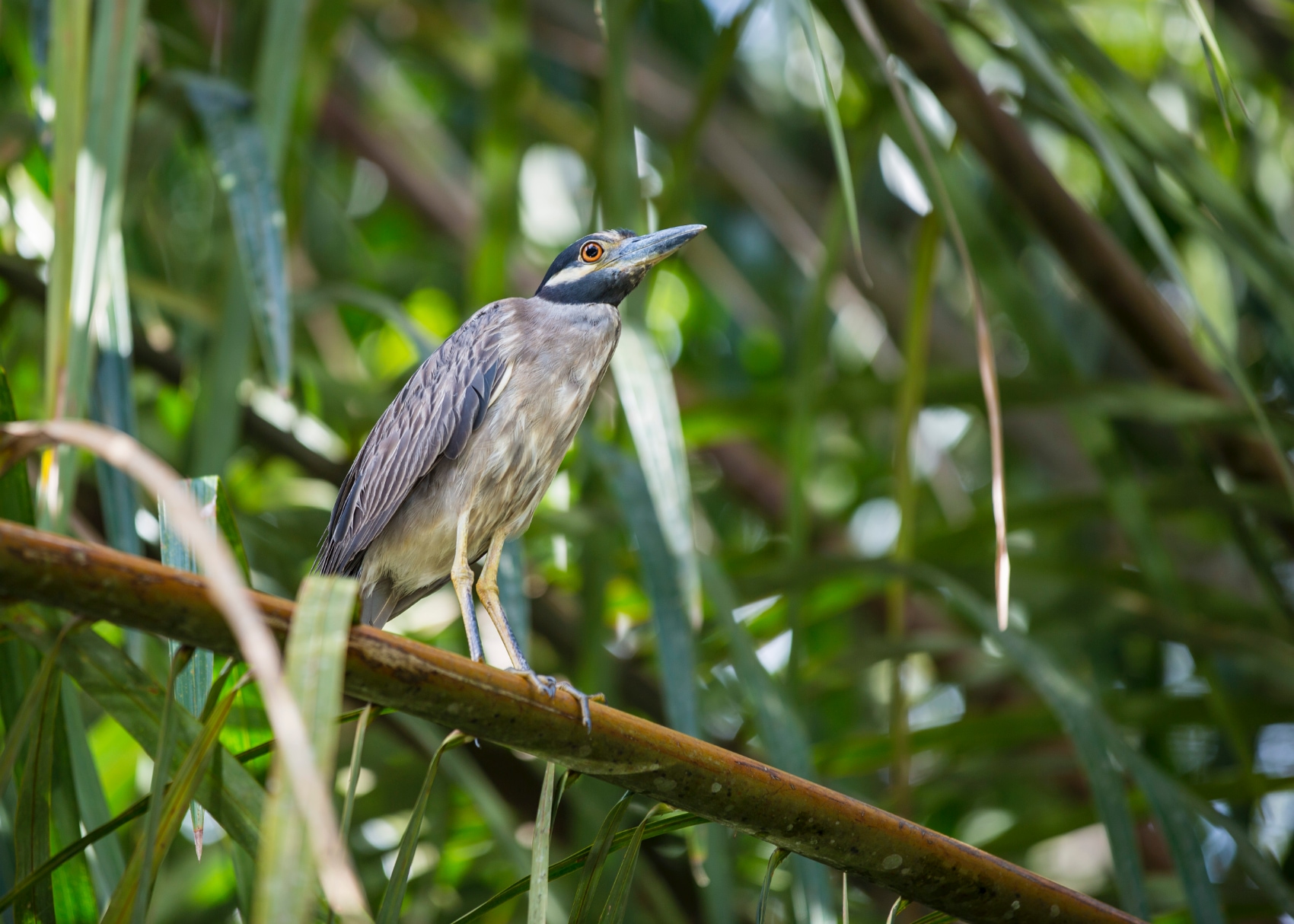 A night heron in the jungles of Tortuguero National Park