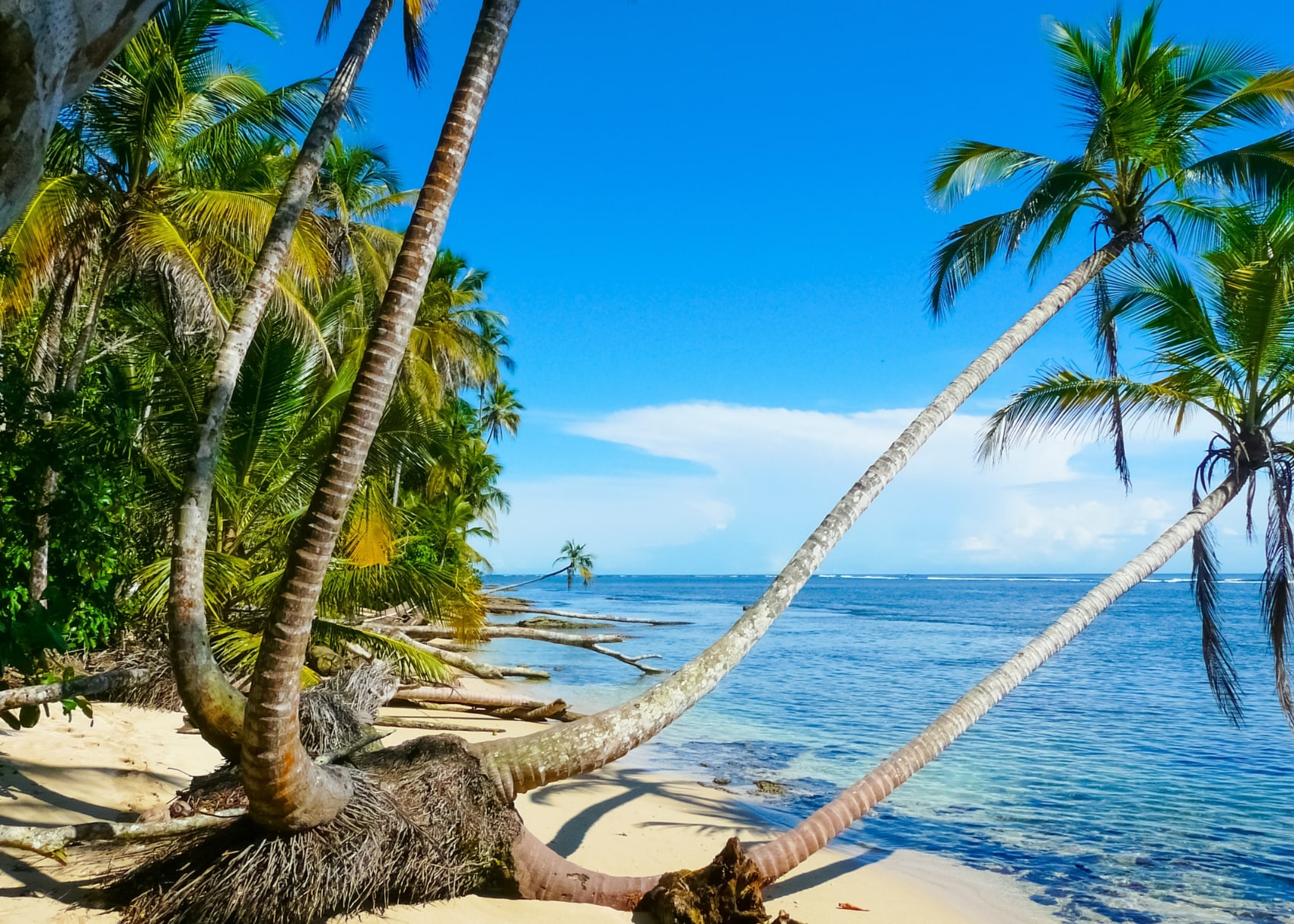 palms leaning over the crystal blue waters of Cahuita National Park