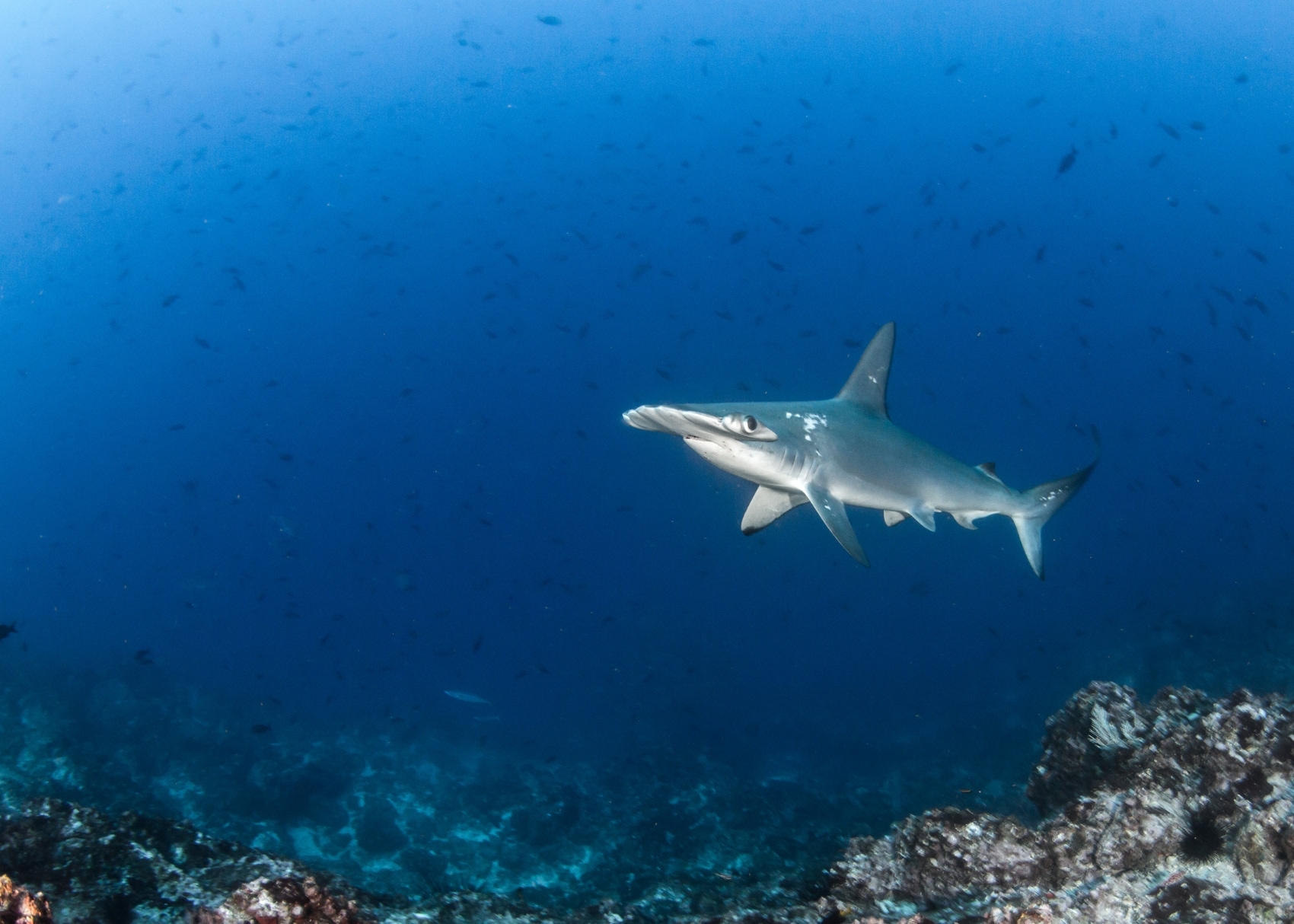 Hammerhead shark in the bright blue water of Cocos Island, Costa Rica