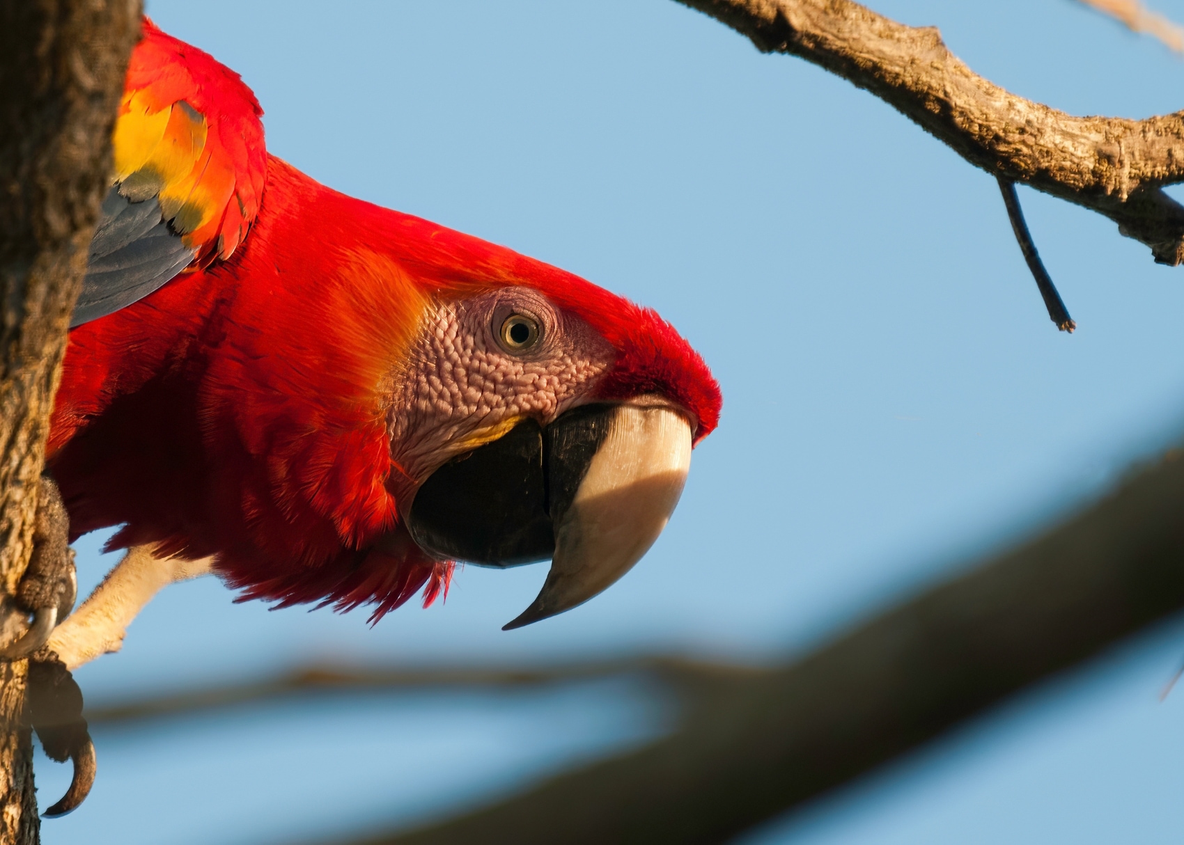 the bright red feathers of a curious scarlet macaw in Carara National Park