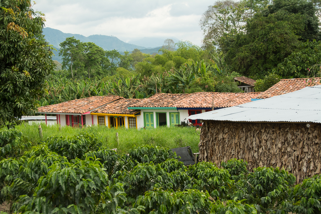 A Colombian coffee farm in the Quindio region.