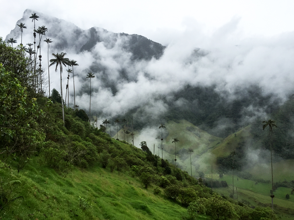 Trekking through the misty cloud forest in the Cocora Valley.