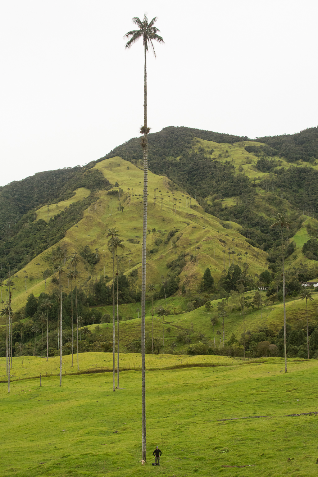 In case you didn’t believe us about how tall these wax palms are…