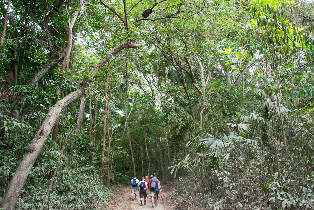 Morning trek through the tropical forest of Tayrona National Park.