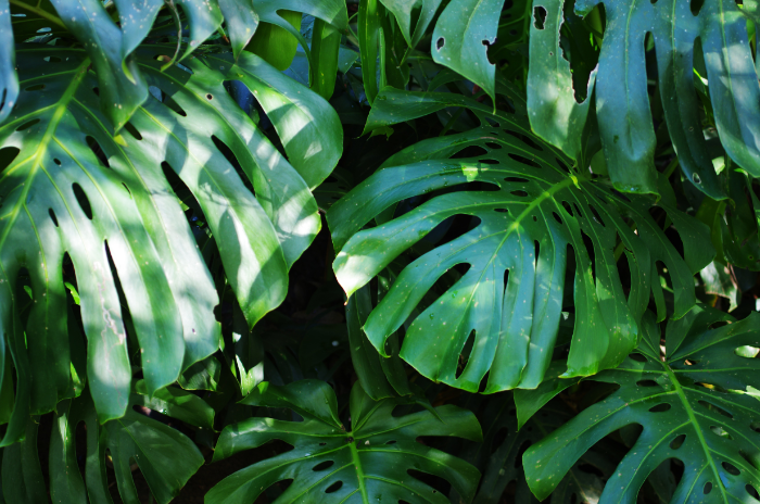 find shade in the deep greens of giant monstera leaves