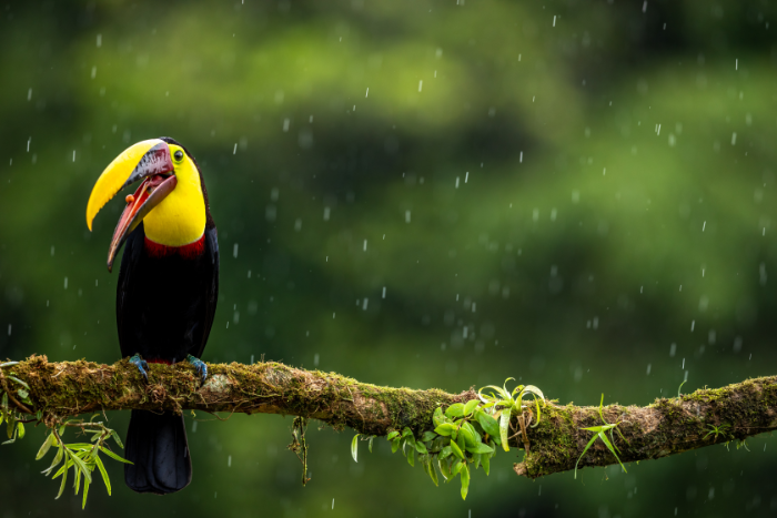 marvel at the sunny yellows of a black-mandibled toucan