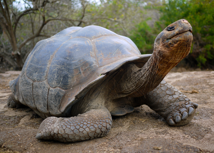 the Galápagos Islands are home to green sea turtles and giant tortoises