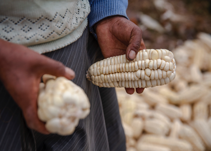 peruvian corn